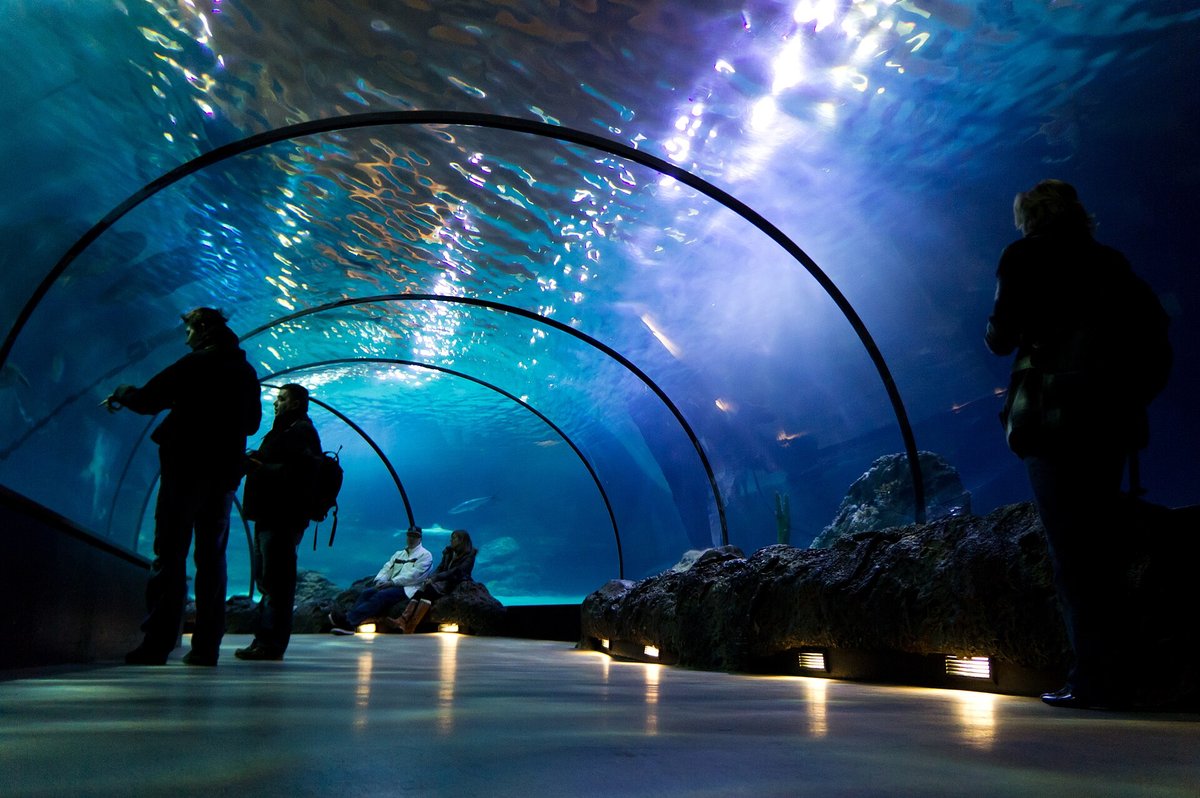 深圳水族館 2026：小梅沙海洋世界、歡樂海岸海洋奇夢館 2 大選擇＋交通