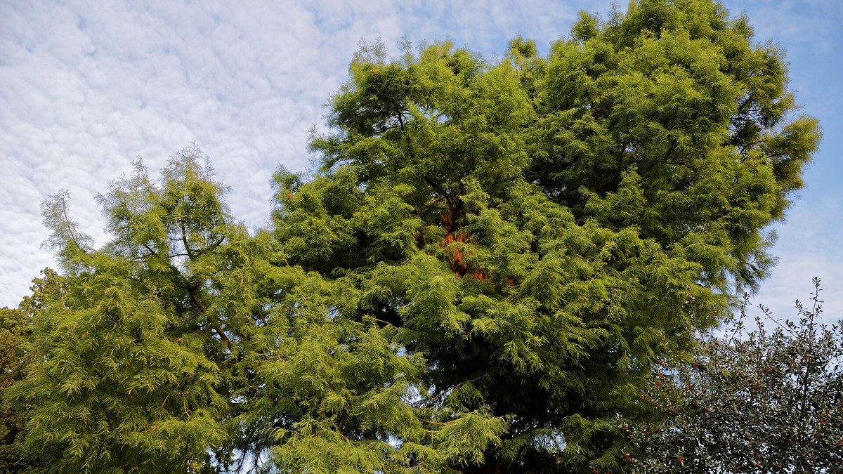 深圳秋天落羽杉紅葉 2026：7 個公園賞秋攻略（11 月至 1 月、附地鐵出口）