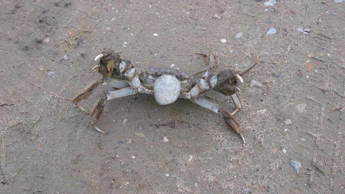 Shenzhen Autumn Seafood Guide 2026: Crab Season Opens, Buy Crab at Seafood Markets with Cooking Service (Plus Transport from Three Border Crossings)