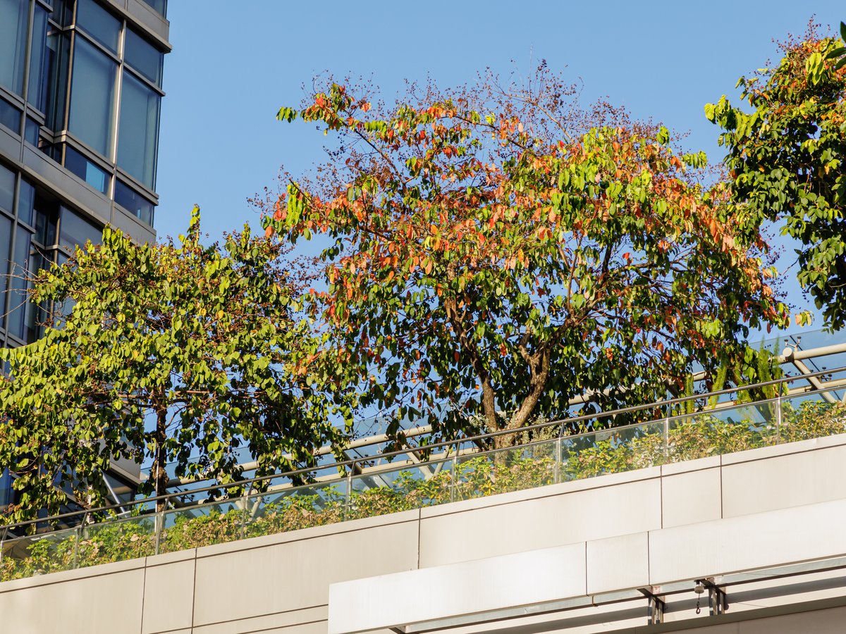 The MixC shopping mall in Shenzhen, home to the Luohu Apple Store