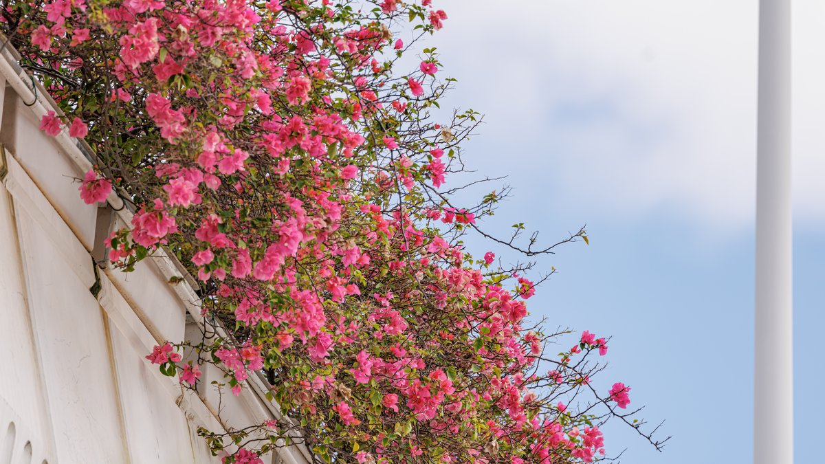 Shenzhen in November 2026: 10 Seasonal Events (Bougainvillea Show, Book Fair, Coffee Festival, Markets, Autumn Leaves) plus Border Routes